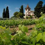 vignoble-en-espagne-1