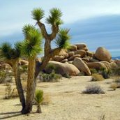 Évasion dans le parc national de Joshua Tree