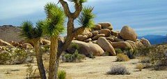 Évasion dans le parc national de Joshua Tree