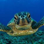 turtle-island-borneo-1