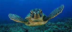 turtle-island-borneo-1