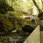 Parc national de Fundy 2 - Arpenter le chemin