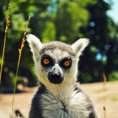 À la découverte des lémuriens de Madagascar !