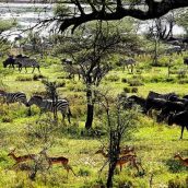 Le voyage safari est l’une des spécialités de la Tanzanie