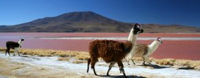 Voyager au Chili pour découvrir ses attractions touristiques remarquables