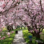 Top 3 des meilleures destinations pour l’observation des cerisiers en fleur