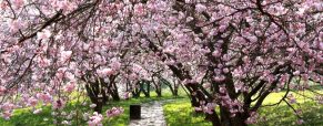 Top 3 des meilleures destinations pour l’observation des cerisiers en fleur