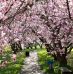 Top 3 des meilleures destinations pour l’observation des cerisiers en fleur