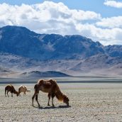 3 endroits fascinants à visiter lors d’un séjour en Mongolie