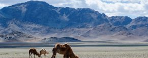 3 endroits fascinants à visiter lors d’un séjour en Mongolie