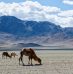 3 endroits fascinants à visiter lors d’un séjour en Mongolie