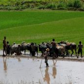 Les 4 bonnes raisons de voyager à Madagascar