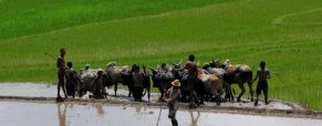 Les 4 bonnes raisons de voyager à Madagascar