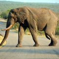 savanne, élephant en Afrique du Sud