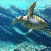 Plonger au cœur des plus beaux fonds marins des Bahamas