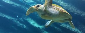 Plonger au cœur des plus beaux fonds marins des Bahamas