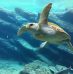 Plonger au cœur des plus beaux fonds marins des Bahamas