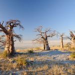 Kubu au Botswana, en Afrique