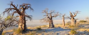 Séjour au Botswana, les choses à ne pas manquer