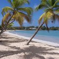 Salines, plage Martinique