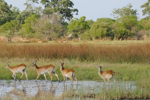 Reserve de Moremi, au Botswana, en Afrique