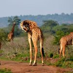 Giraffe_Safari