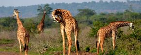 Séjour au Rwanda : top 3 des parcs nationaux à visiter