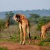 Séjour au Rwanda : top 3 des parcs nationaux à visiter