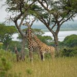 girafe, en Ouganda, Afrique