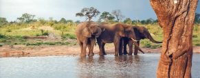 Séjour au Zimbabwe : 3 sites d’intérêt touristiques à visiter absolument