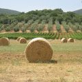 Visiter la Toscane : top 5 des choses à faire et à voir