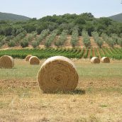 Visiter la Toscane : top 5 des choses à faire et à voir