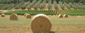 Visiter la Toscane : top 5 des choses à faire et à voir