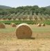 Visiter la Toscane : top 5 des choses à faire et à voir