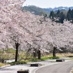 sejour-japon-hanami