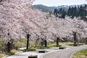 Séjour au Japon, Hanami