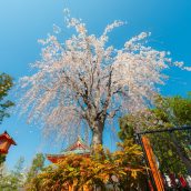 9 activités originales à faire pendant votre séjour au Japon