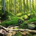 Voyage en Allemagne : 3 parcs nationaux à découvrir