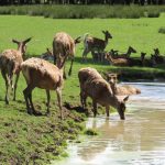 france-parcs-animalier