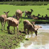 3 des plus beaux parcs animaliers et zoos de France