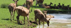 3 des plus beaux parcs animaliers et zoos de France