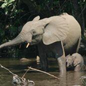 À la découverte du Congo : les lieux à explorer