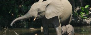 À la découverte du Congo : les lieux à explorer
