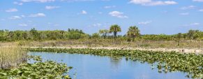 Que faut-il prévoir pour un road trip réussi dans les Everglades ?