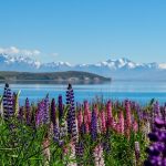 visiter-lac-tekapo