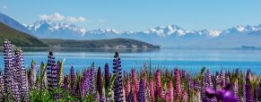 Visiter le lac Tekapo et ses attraits lors d’une escapade en Nouvelle-Zélande