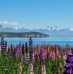 Visiter le lac Tekapo et ses attraits lors d’une escapade en Nouvelle-Zélande