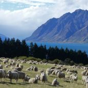 Pourquoi la Nouvelle-Zélande est-elle connue ?
